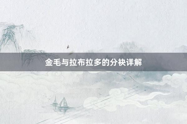 金毛与拉布拉多的分袂详解